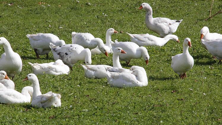 Zu St. Martin auf den Tisch? (Hetzles)