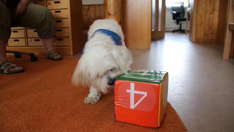 Socke würfelt.  Foto: Heike Beudert