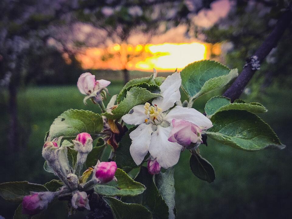 Frühling in Forchheim und Umgebung: Die schönsten Fotos unserer Nutzer