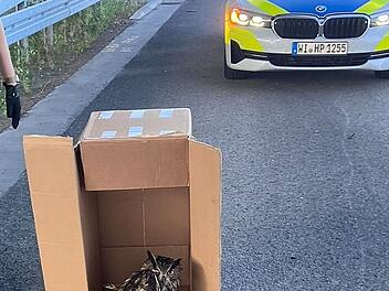Polizei rettet verletzten Uhu