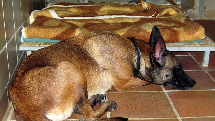 Die am Montagabend ausgesetzte Malonois-Hündin liegt apathisch auf dem Boden eines Tierheim-Zwingers. Fotos: Tierheim Kitzingen
