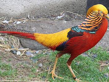 Der Goldfasan ist wegen der frühlingshaften Temperaturen schon in Balzlaune. Das farbenprächtige Tier, das Gottfried Zimmermann gehört, ist am Wochenende bei der Lokalschau des Geflügelzuchtvereins Mainleus 1955 und Umgebung in der Sommerhalle zu sehen. Fotos: Sonja Adam