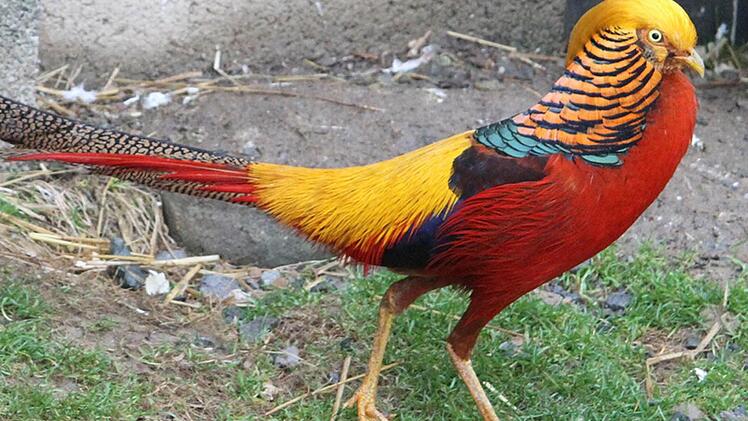 Der Goldfasan ist wegen der frühlingshaften Temperaturen schon in Balzlaune. Das farbenprächtige Tier, das Gottfried Zimmermann gehört, ist am Wochenende bei der Lokalschau des Geflügelzuchtvereins Mainleus 1955 und Umgebung in der Sommerhalle zu sehen. Fotos: Sonja Adam