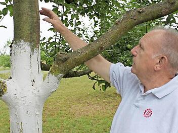 Herbert Lawrenz zeigt die charakteristischen Risse, die auf den Rindenbrand hinweisen.  Foto: Tina Meier