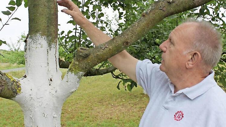 Herbert Lawrenz zeigt die charakteristischen Risse, die auf den Rindenbrand hinweisen.  Foto: Tina Meier
