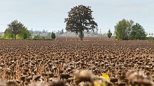 Herbstbeginn: Reife Sonnenblumen auf dem Feld