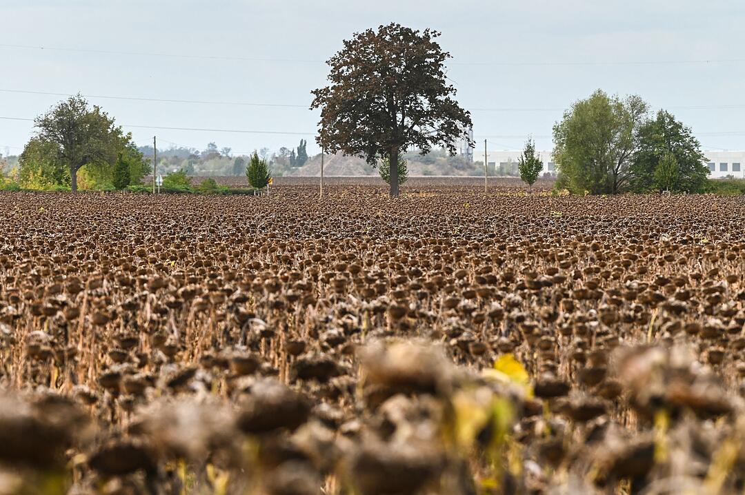 Herbstbeginn: Reife Sonnenblumen auf dem Feld