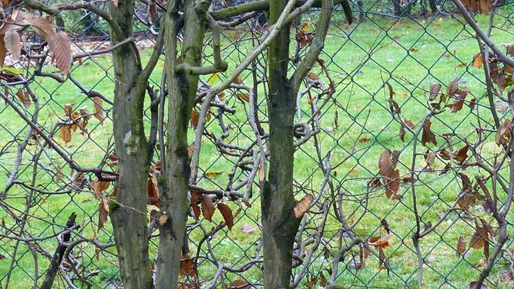 Die Hainbuchen-Hecke im Garten der Familie Löffler schmeckt dem Biber besonders gut.