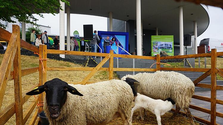 Natürlich durften bei der Mainfrankentour in der Umweltbildungsstätte auch ein paar Rhönschafe nicht fehlen. Foto: Marion Eckert