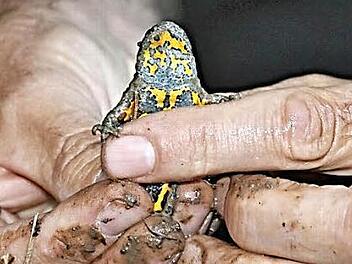 Gelbbauchunken leben in Biotopen, auf deren Anlage die Forstverwaltung viel Wert legt.  Fotos: Helmut will