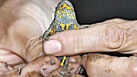 Gelbbauchunken leben in Biotopen, auf deren Anlage die Forstverwaltung viel Wert legt.  Fotos: Helmut will