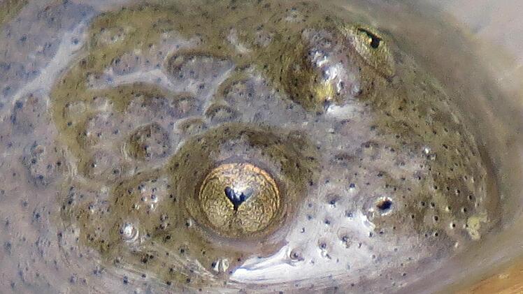 Der "Star"der Muggenbacher Tongruben: die Gelbbauchunke. Foto: Stephan Neumann