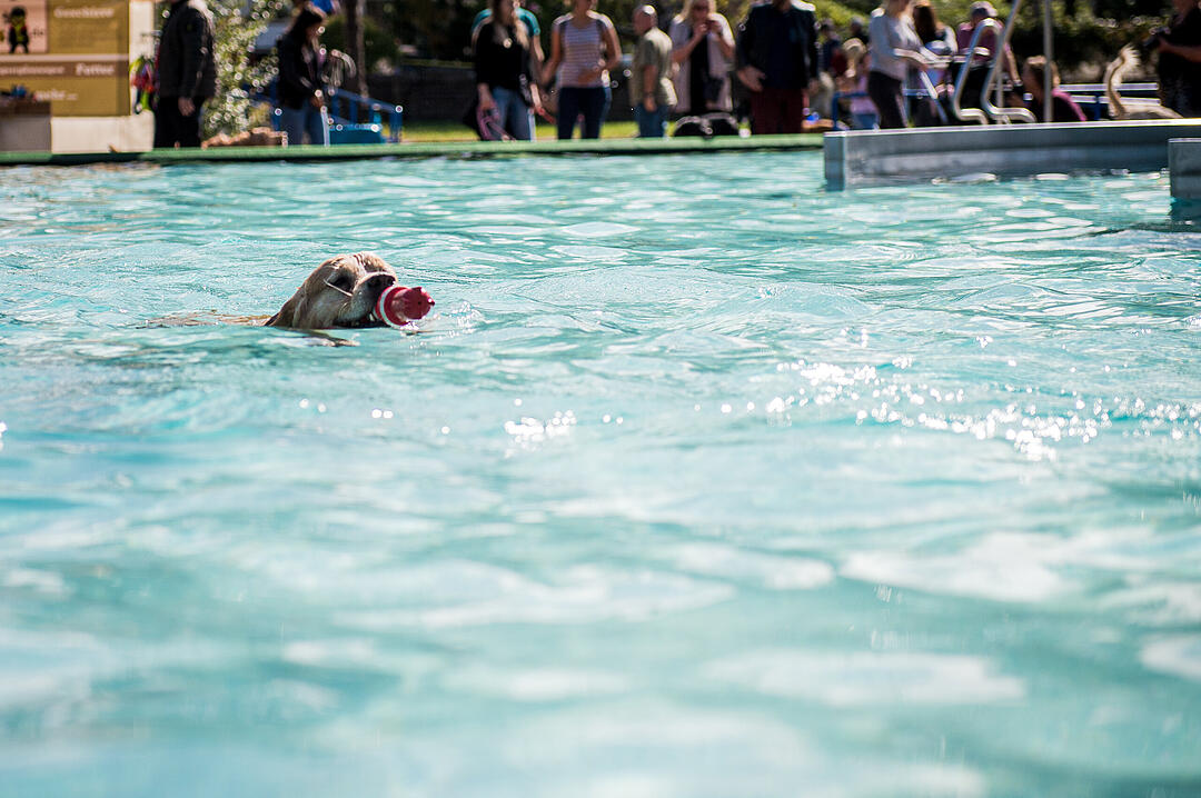 Leinen los! Hunderte Fellnasen erobern Freibad nach Saisonende