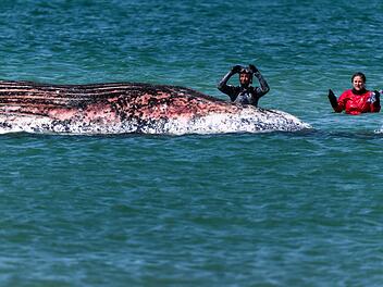 Toter Wal vor d&auml;nischer Insel Anholt entdeckt
