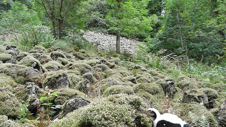 Im Lösershag gibt es zwei größere Felder mit Basaltbrocken, die meist mit Moos bewachsen sind. Foto: Joachim Rübel