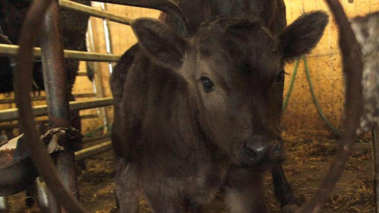 Der kleine Sabu ist der Sohnemann von Mama Motoko.