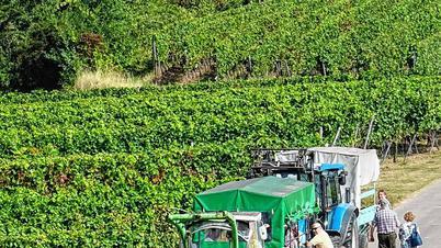 In den Weinbergen in Rheinhessen