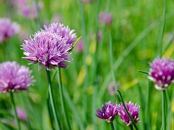 Wunderschön, aber ist blühender Schnittlauch noch essbar? Foto: Kathas_Fotos/pixabay.com.
