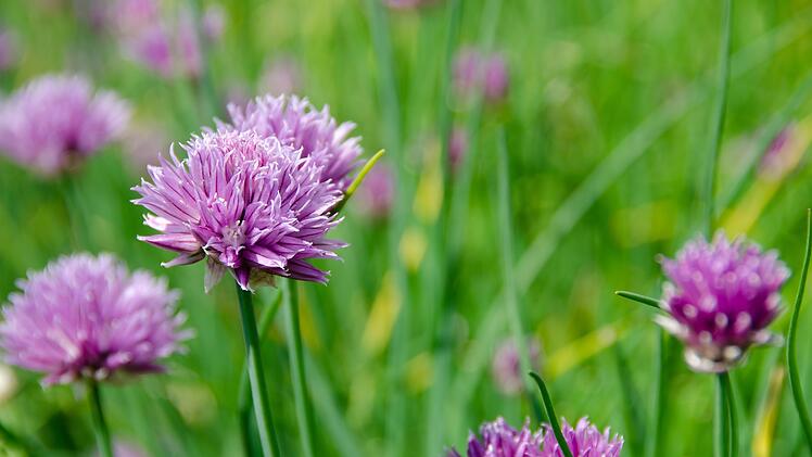 Wunderschön, aber ist blühender Schnittlauch noch essbar? Foto: Kathas_Fotos/pixabay.com.