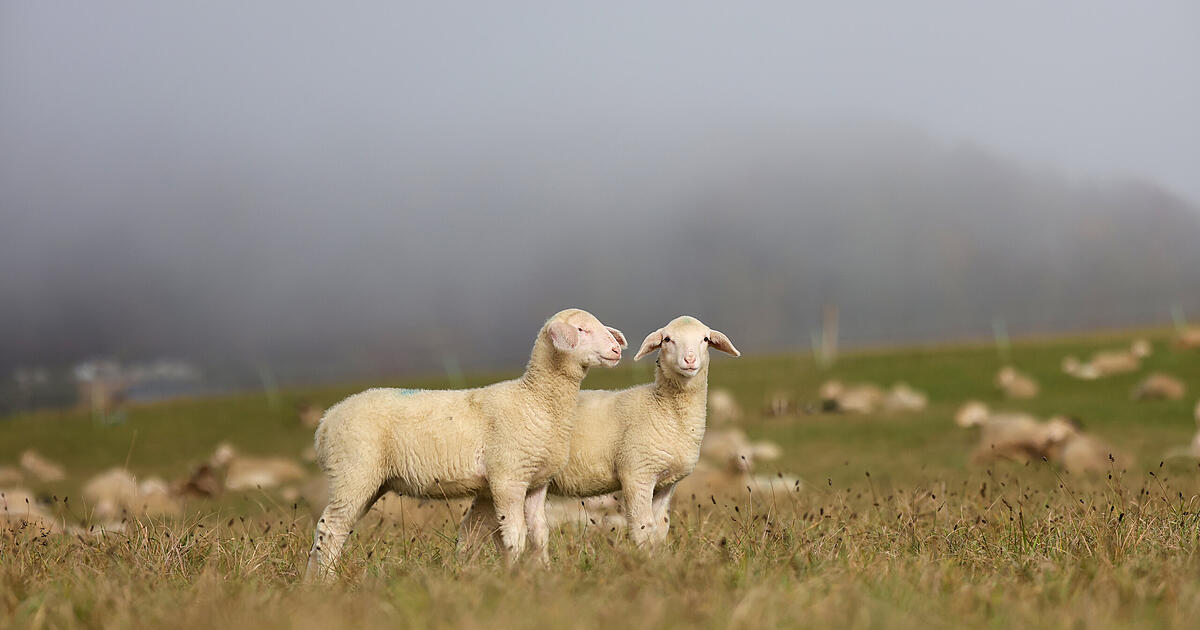 Bavaria: More than 20 sheep dead - unknown persons fed them with mouldy ...