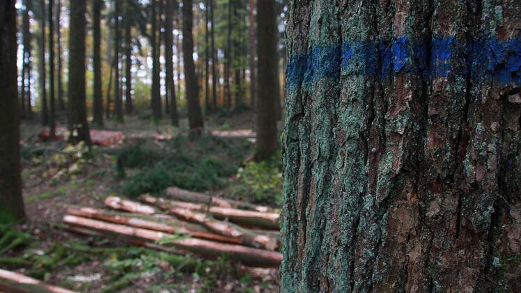 Stadtförster Alexander Maunz erklärt, warum ein Rundumschlag dem Wald neue Kraft verleiht und warum Kroatien für den Kissinger "Wald der Zukunft" Vorbild sein kann. Foto: Carmen Schmitt