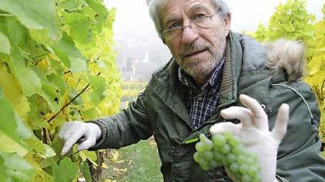 Architekt Helmut Knodt sammelt praktische Erfahrung für den eigenen Weinberg daheim in der Hersbrucker Schweiz. Fotos: Brigitte Krause