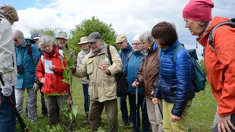 Friedrich Mährlein vom BN weist  die BUND-Wanderer auf die Probleme im Naturschutzgebiet hin: als  Neophyt (Einwanderer) verdrängt die asiatische Zackenschote einheimische Pflanzen und wird am Sodenberg mühsam per Hand bekämpft.Elisabeth Assmann