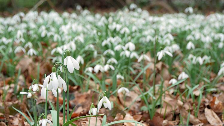 Der "Horrorwinter" 2020 schreibt ein neues Kapitel: Der "Deutsche Wetterdienst" erwartet nun eine Schneeschmelze. Symbolfoto: Insa Kohler/dpa