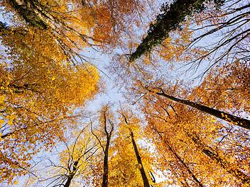 Wald