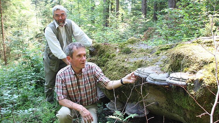 Peter Hagemann (links) und Fritz Maier am Totholz der Buche, an der Zunderschwämme wachsen.   Foto: Friedwald Schedel