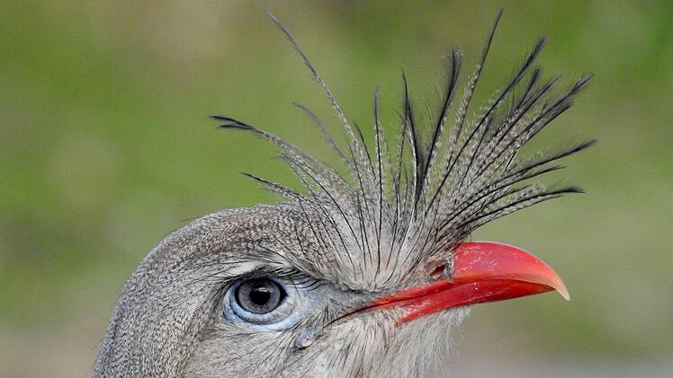 Zwei neue Anw&auml;rter f&uuml;r den Titel &laquo;Lautester Vogel der Welt&raquo;