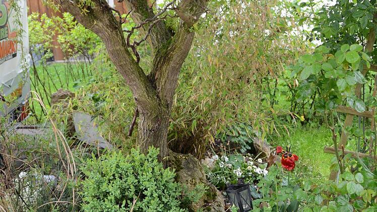 Kreativ im Garten: Rosemarie Hübner aus Katschenreuth verwirklicht in ihrer grünen Oase ihre Ideen und findet dabei Ruhe und Entspannung. Foto: Dagmar Besand