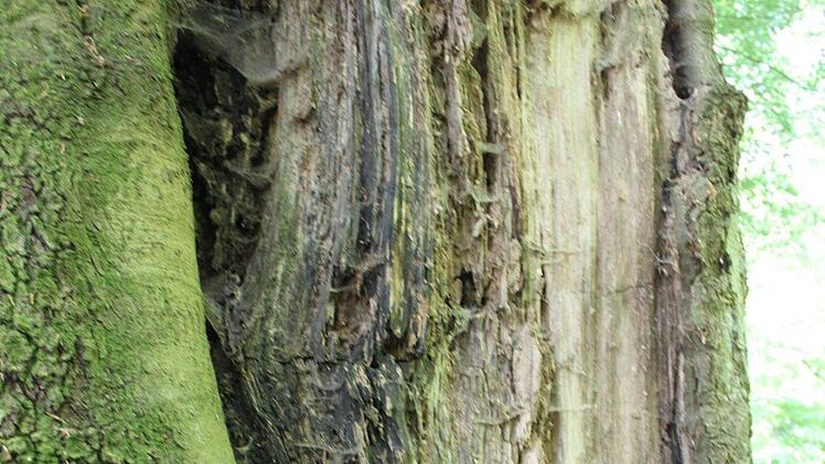 Überlebenskünstler: Dieser stattliche Baum ist in einem Teilbereich seines Stammes schwer beschädigt, möglicherweise durch Blitzeinschlag. Der Versuch, durch Wulstbildung die Verletzung zu schließen, gelang nicht. Trotzdem zeigt er sich standhaft und hält sein grünes Blätterdach. Popp