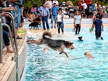 Freibad kommt auf den Hund