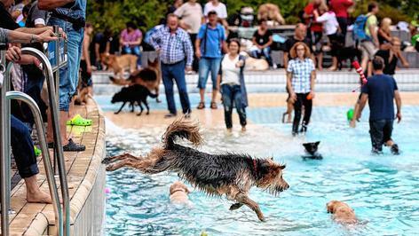 Freibad kommt auf den Hund