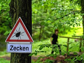 Zecken