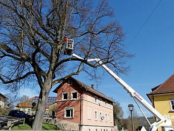 Das Thema Linde ist in Trebgast noch nicht vom Tisch.