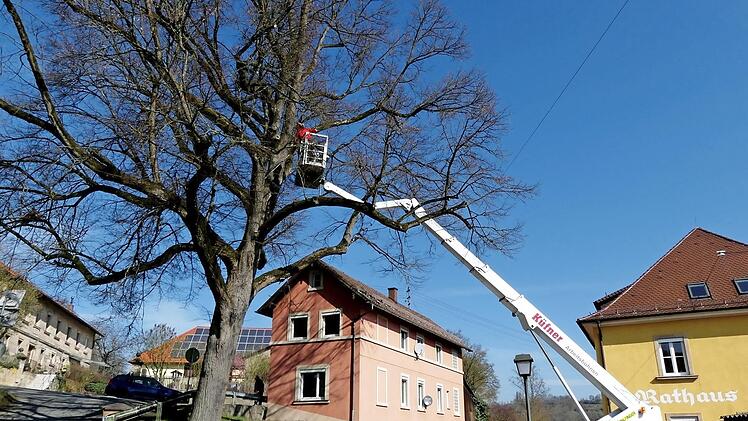 Das Thema Linde ist in Trebgast noch nicht vom Tisch.