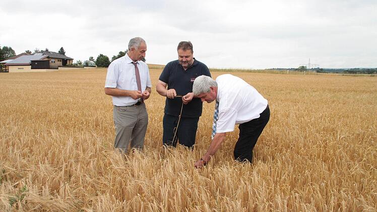 Sie überzeugten sich von der Qualität des Getreides: (von links) Wilhelm Böhmer, der Direktor der BBV-Hauptgeschäftsstelle Oberfranken, stellvertretender Kreisobmann Gerhard Reif und der Präsident des oberfränkischen Bauernverbands, Hermann Greif. Foto: Jürgen Gärtner