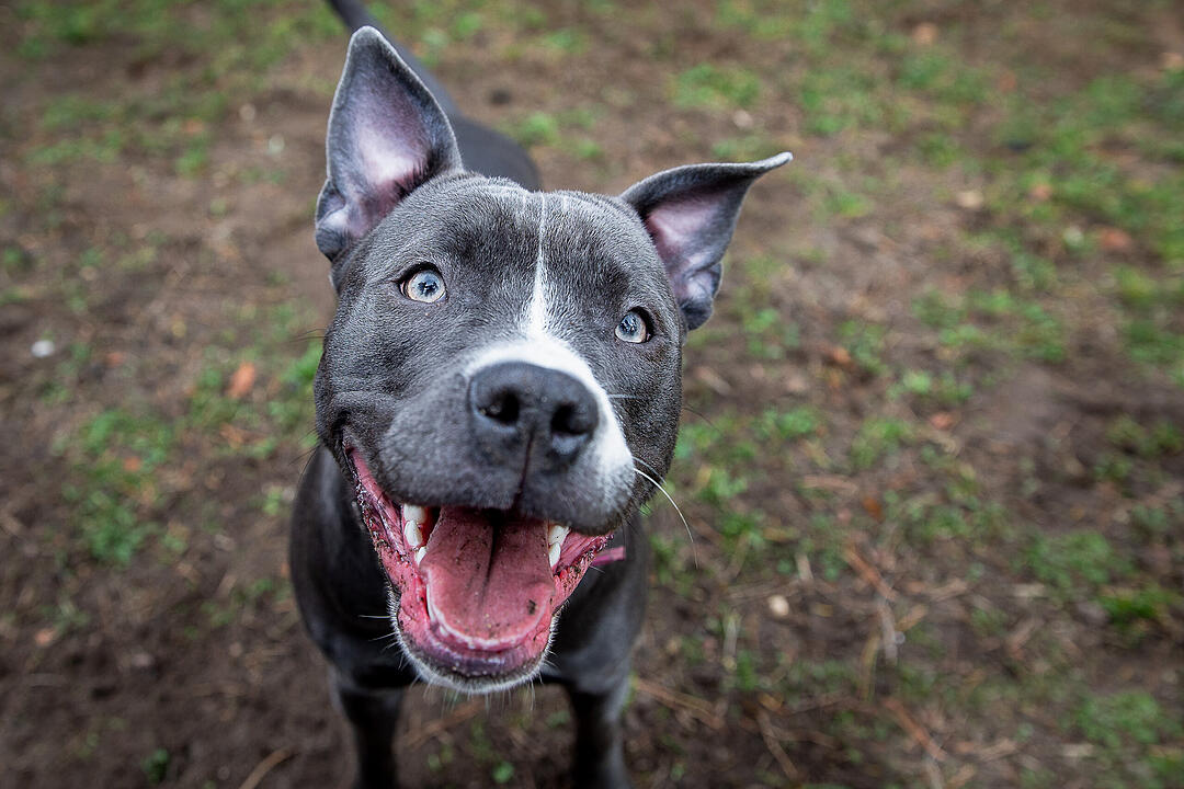 Pitbull Terrier und Co.: Diese "Listenhunde" leben derzeit im Tierheim Nürnberg