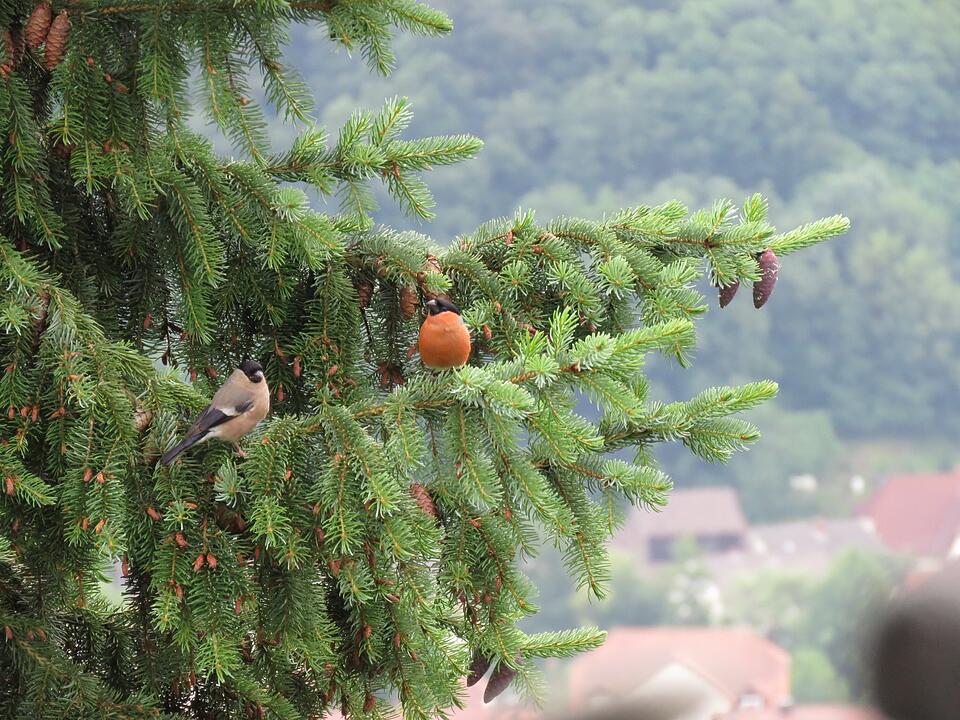 Die schönsten Sommerfotos aus Haßfurt und Umgebung