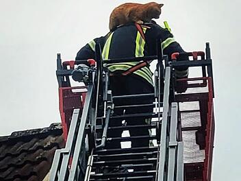 Eltmann: Feuerwehrkommandant berichtet von rührender Katzenrettung - "Sowas noch nie erlebt"