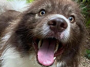 Tierheim Bamberg: Was wurde aus "originell aussehendem Rudi"?