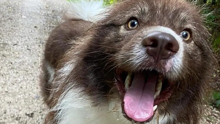 Tierheim Bamberg: Was wurde aus "originell aussehendem Rudi"?