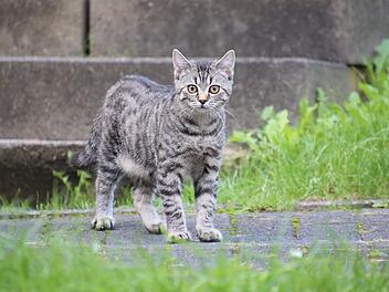 Stadt Würzburg beschließt Katzenschutz-Verordnung – was bedeutet das für Besitzer?