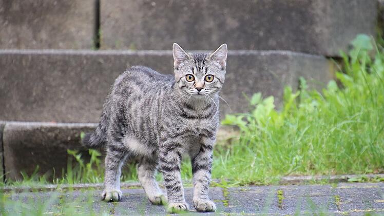 Stadt Würzburg beschließt Katzenschutz-Verordnung – was bedeutet das für Besitzer?