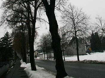 Am heutigen Mittwoch ab 8 Uhr werden die alten Bäume (links) der Lindenallee an der Bahnhofstraße in Stadtsteinach gefällt. Foto: Sonja Adam