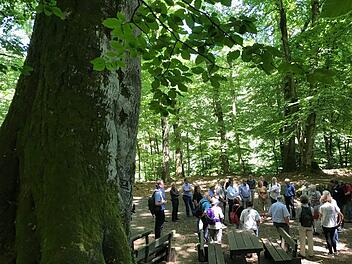 Ungewohnte Kulisse für eine Stadtratssitzung: Mitglieder der Bamberger Fraktionen informierten sich bei Ebrach über die Chancen des Steigerwalds auf  den Titel Weltnaturerbe. Fotos: M. Wehner
