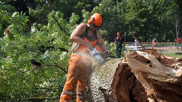 Die Arbeiter des Grünflächenamtes zersägen den umgestürzten Eschenstamm, um ihn später leichter aus dem Hofgarten abtransportieren zu könne. Fotos: Teresa Hirschberg