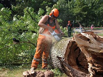 Die Arbeiter des Grünflächenamtes zersägen den umgestürzten Eschenstamm, um ihn später leichter aus dem Hofgarten abtransportieren zu könne. Fotos: Teresa Hirschberg